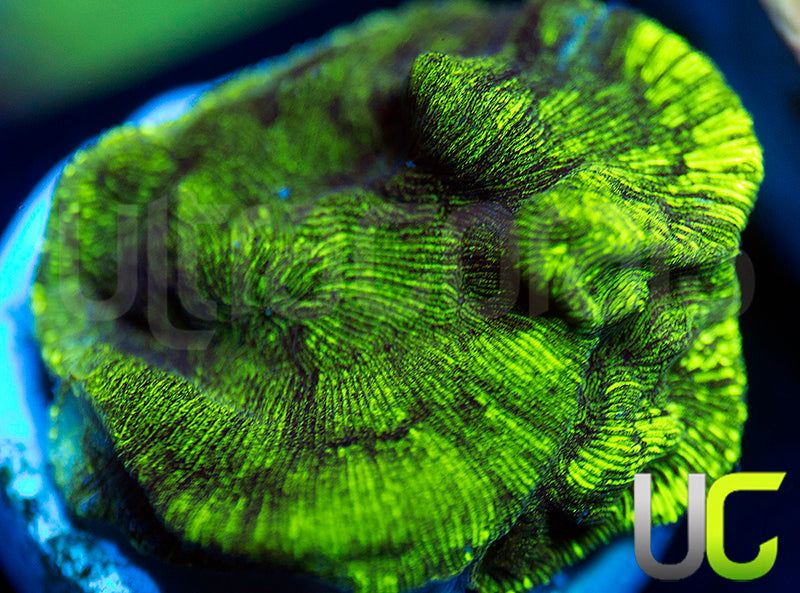 JF Neon Green Lepto