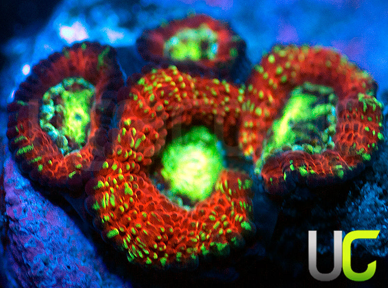 UC Blood Hunter Micromussa Amakusensis