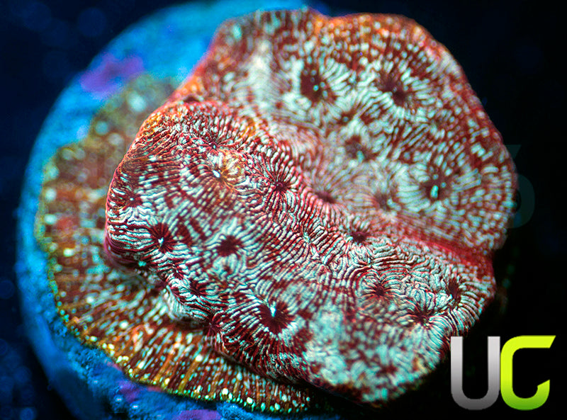 UC Mesozoic Lepto