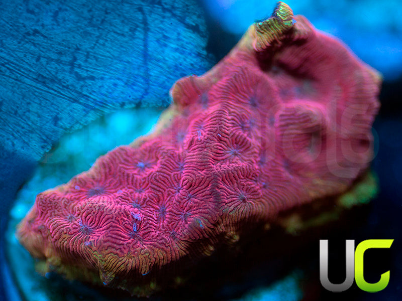 UC Poison Ivy Lepto