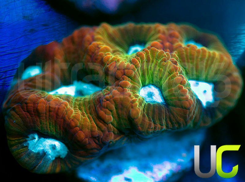 UC Rainbow Cardinal Favia