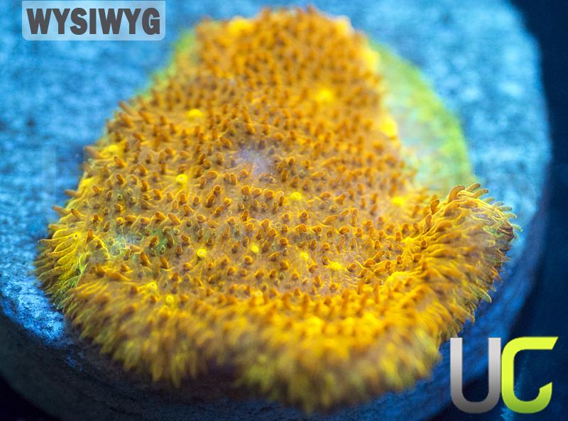 Yellow Yutz Psammocora