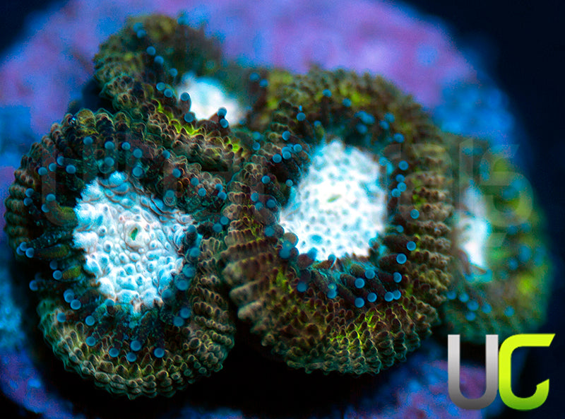 UC Summons Micro Amakusensis