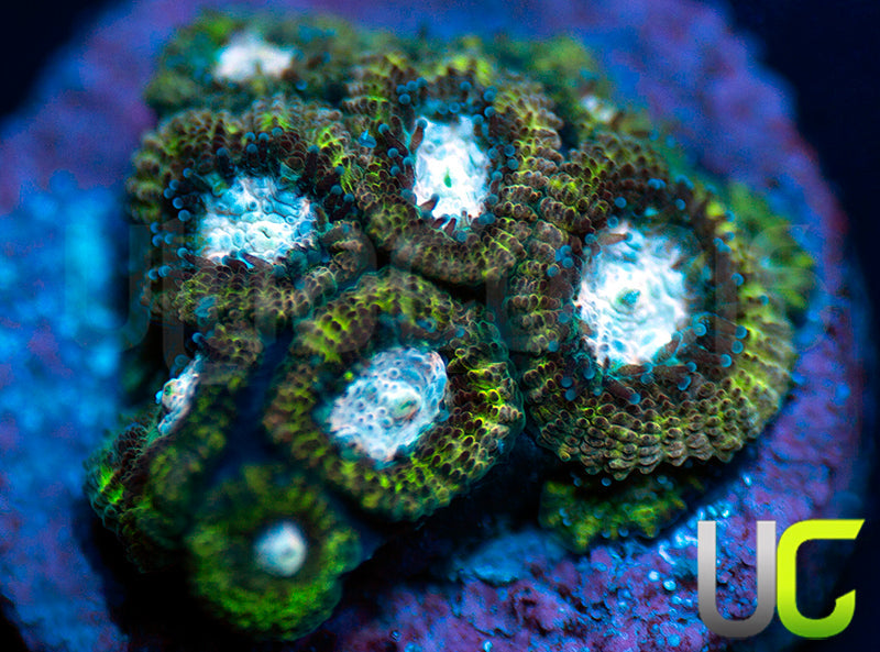 UC Summons Micro Amakusensis