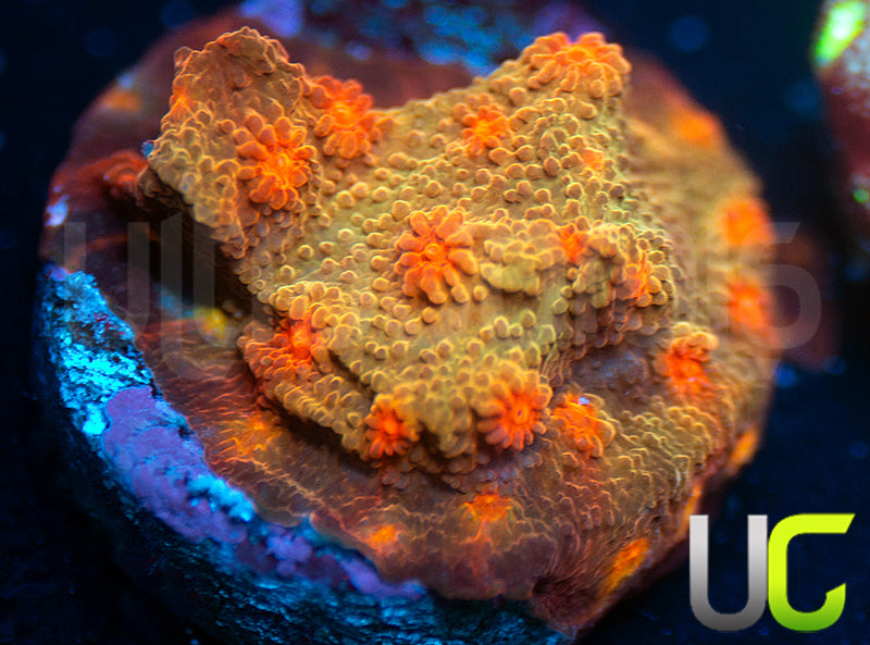 UC Jolly Roger Cyphastrea