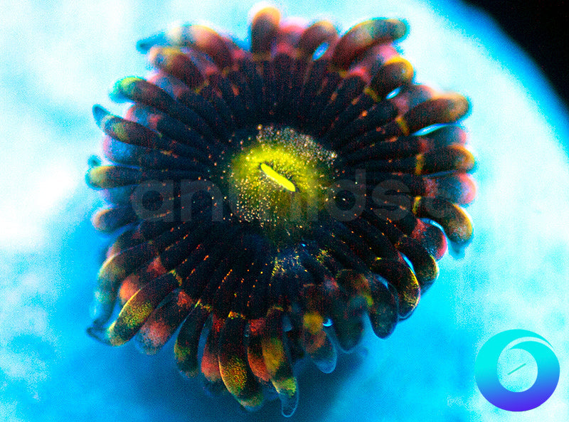 CK Antimatter