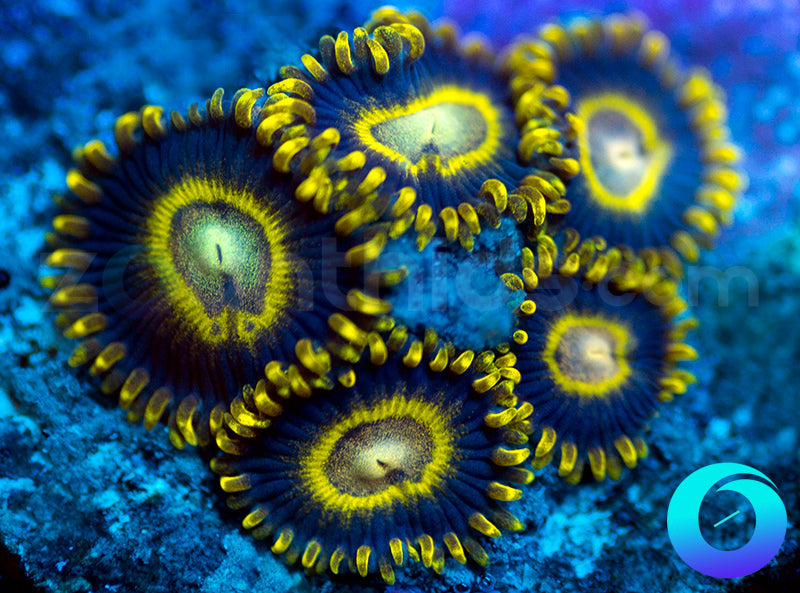 Black Stingers