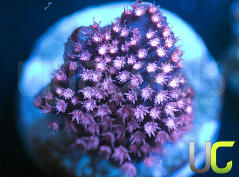 JF Pink Polyp Stylo