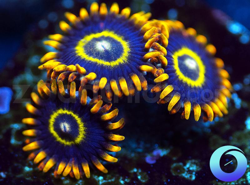 Rainbow Hornets