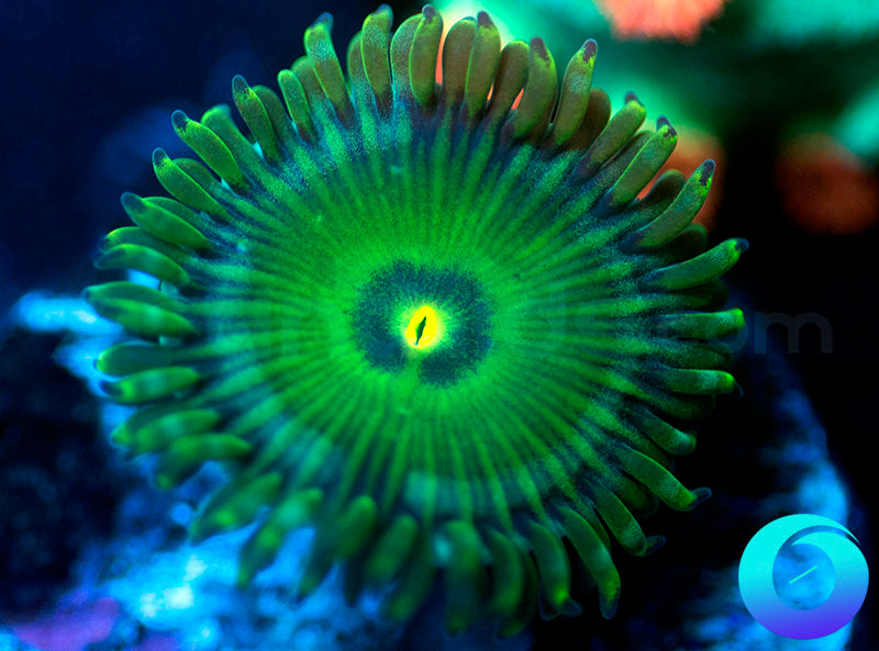 Green People Eater