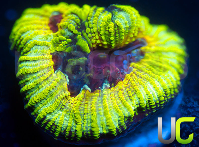 UC Electric Honeycomb Favia