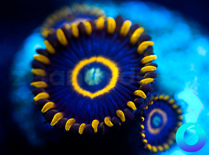 Blue Hornets