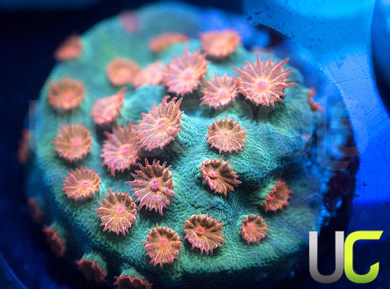 Meteor Shower Cyphastrea