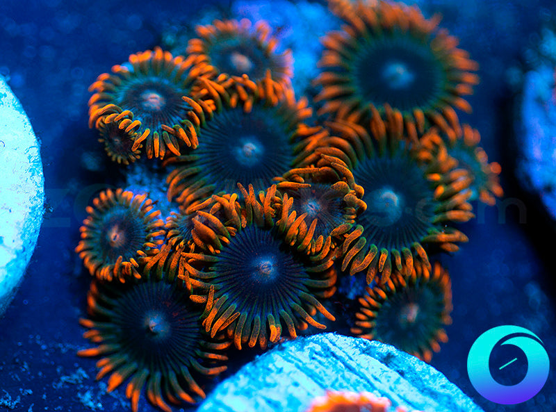 Ultraviolets