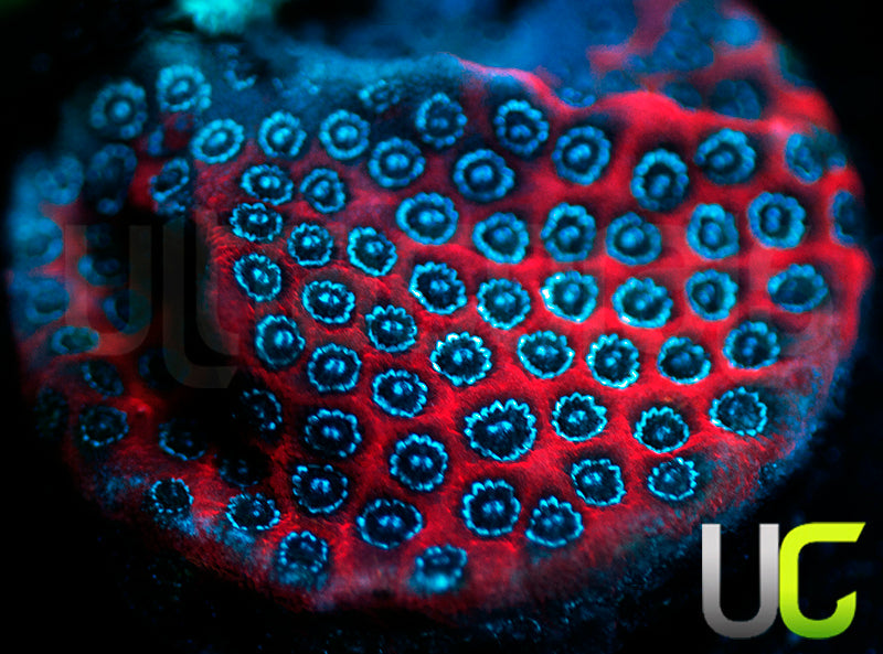 Darth Maul Porites