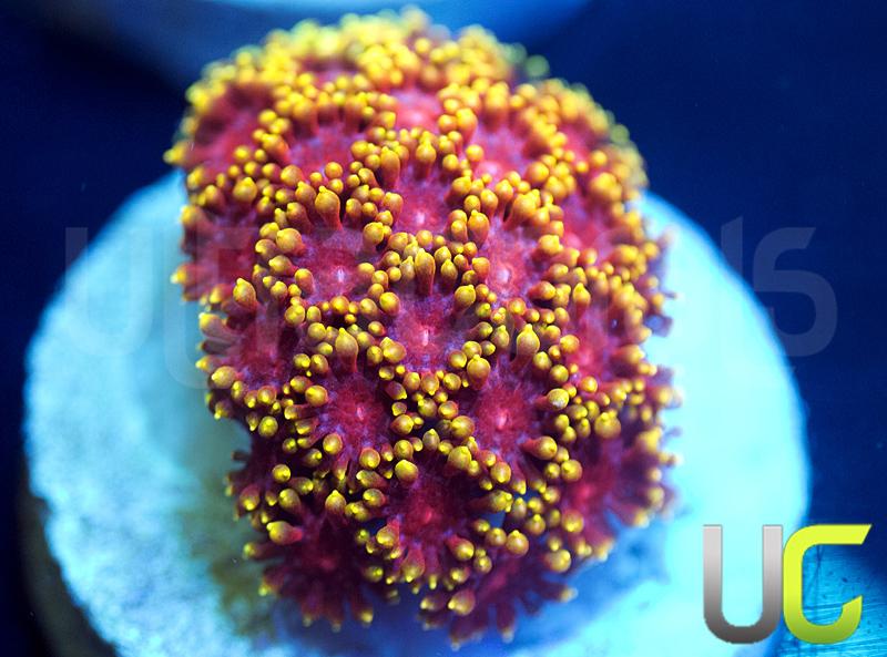 UC Pixy Stix Goni