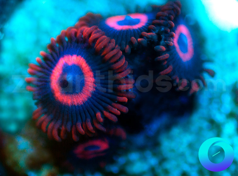 Vivid Stingers