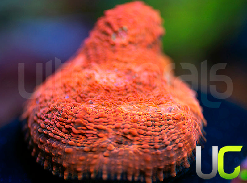 UC Black Dhalia Chalice