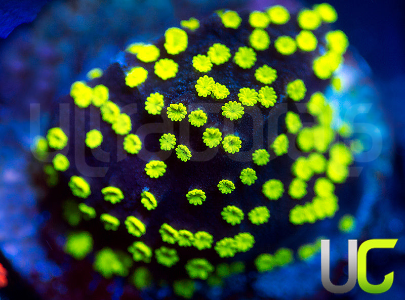 UC Black Magic Monti