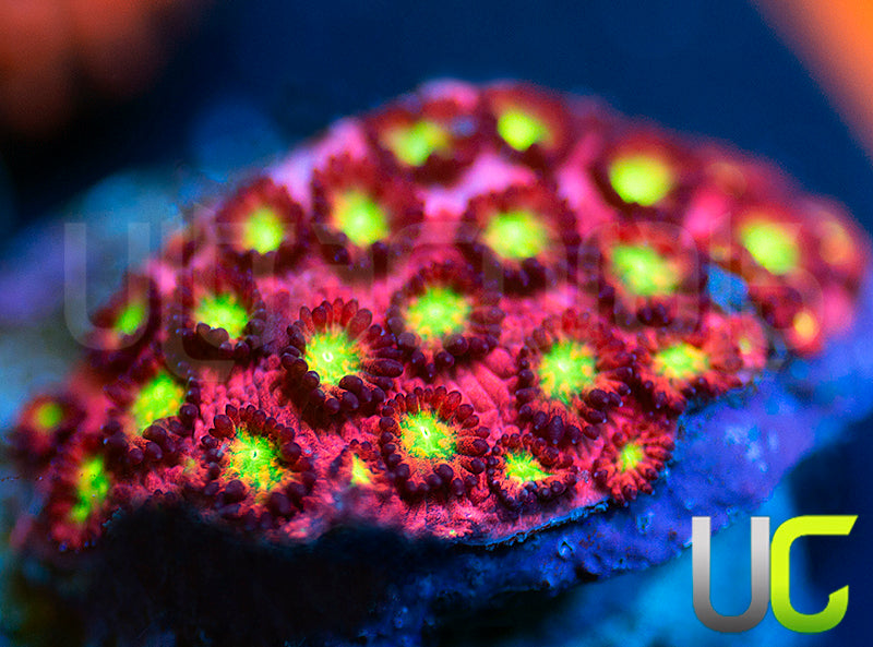 UC Sweet Tart Madracis