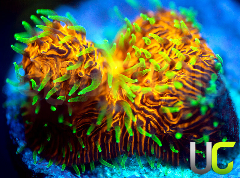 UC Fuzzy Navel Litho