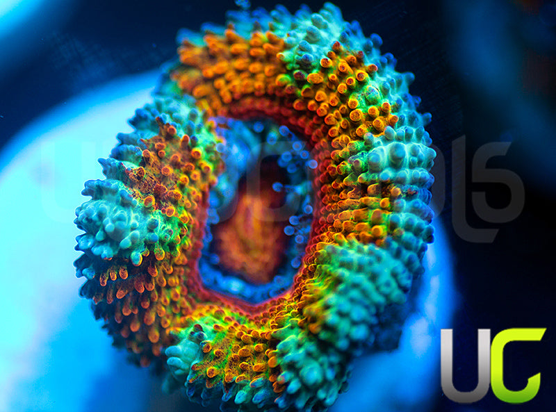 NEW RELEASE: UC Sanskari Micro Lord