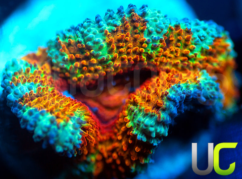 NEW RELEASE: UC Sanskari Micro Lord