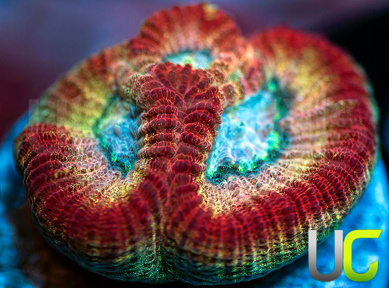 UC Red Rebel Goniastrea