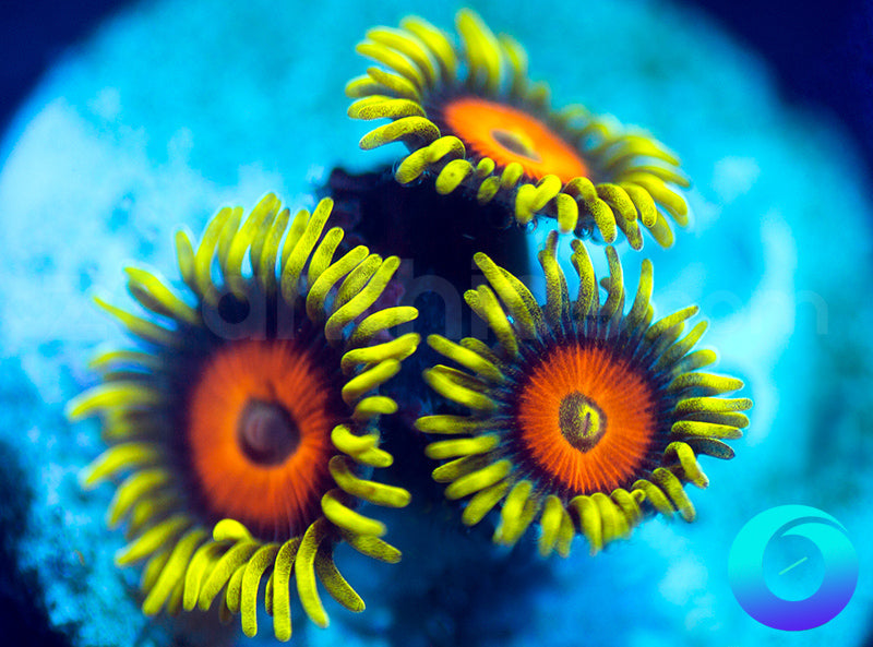 Super Sunflowers