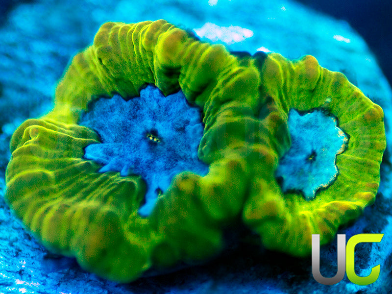 UC Blue Goose Platy