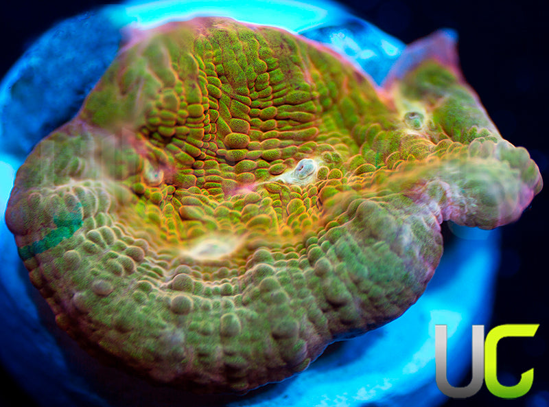 UC Yowza Chalice