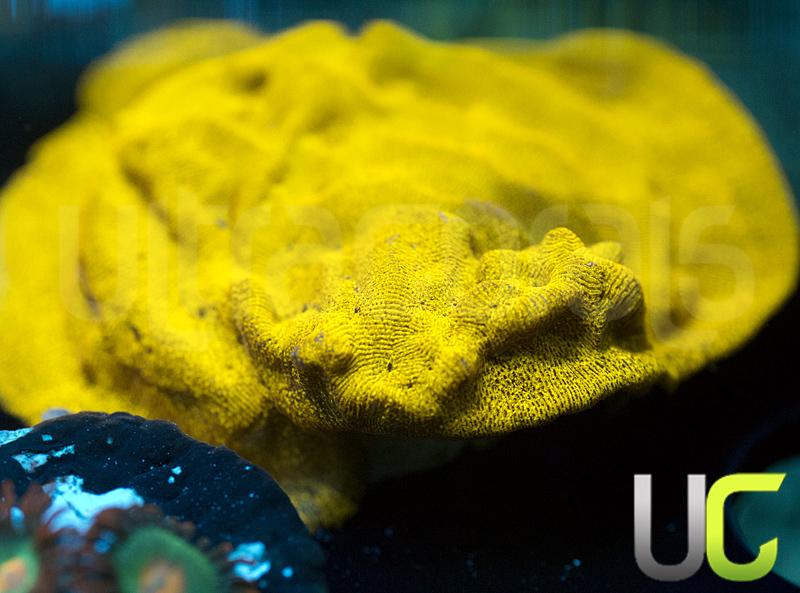 UC Golden Dragon Lepto