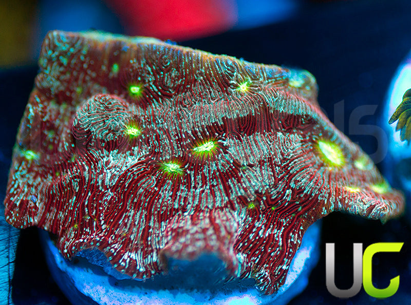 UC Red Devil Lepto