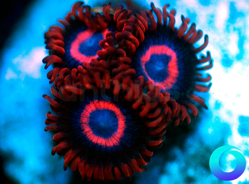 Vivid Stingers