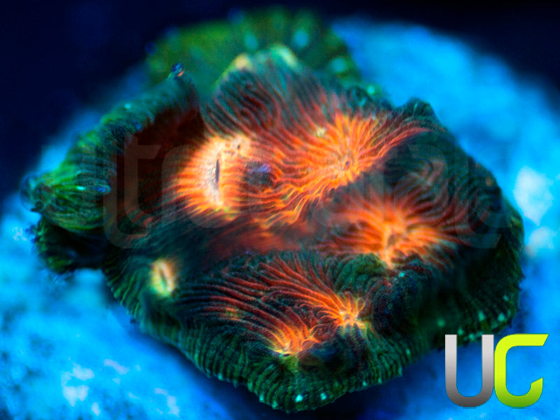 UC Plutonium Lepto