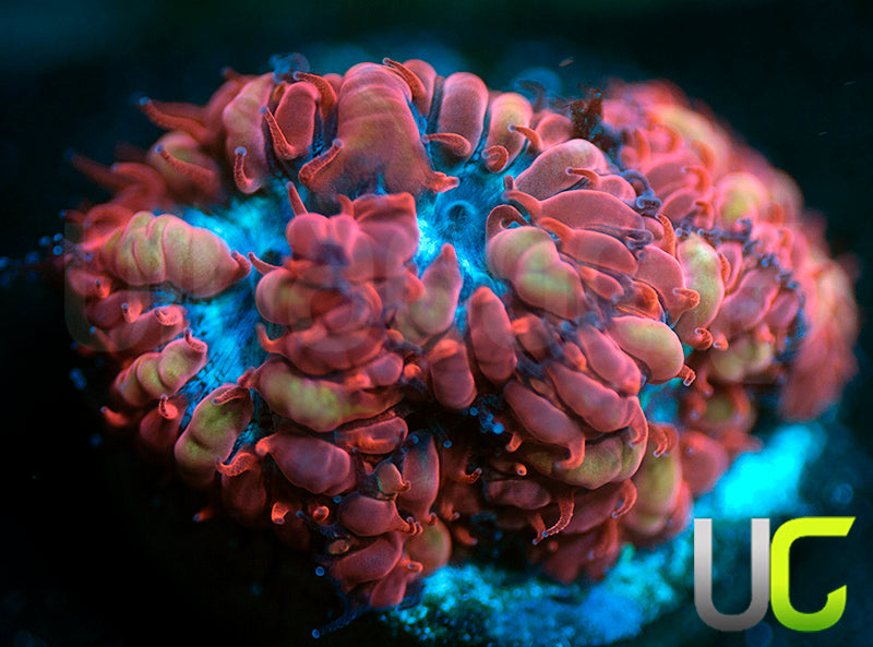 UC Blue Raven Blastos