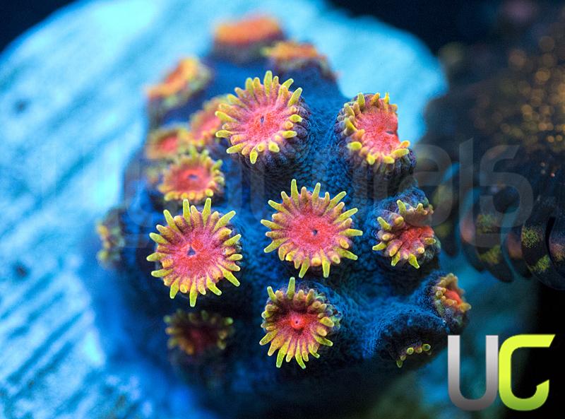 WWC Bizarro Cyphastrea