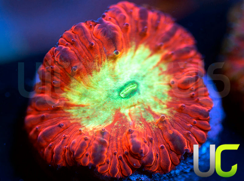 UC Kaleidoscope Blasto