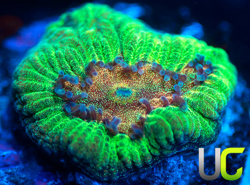 UC Viking Favia