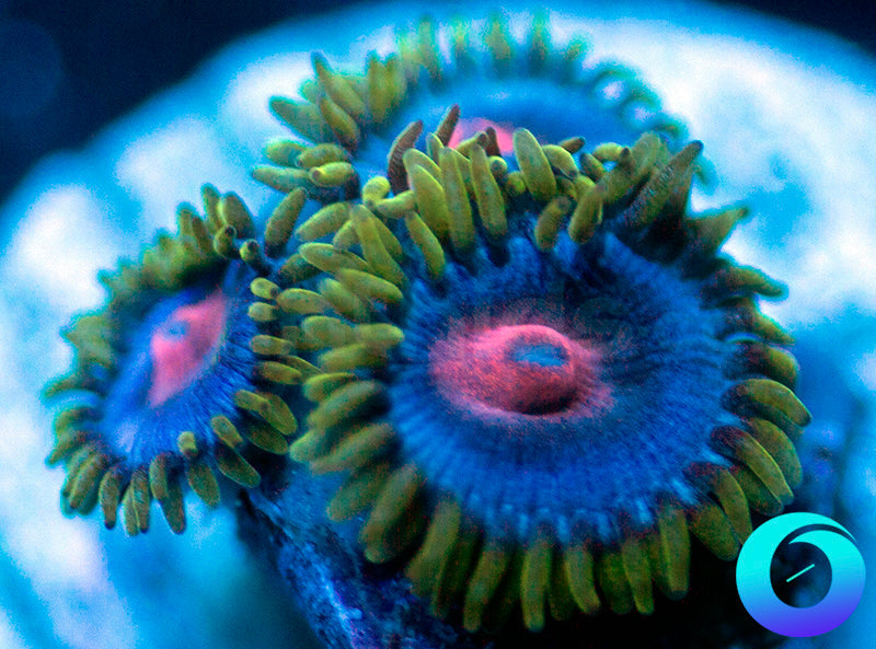 Blue Kiss Zoanthids