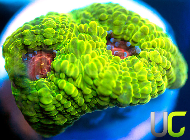 NEW RELEASE: UC Plasmatic Chalice
