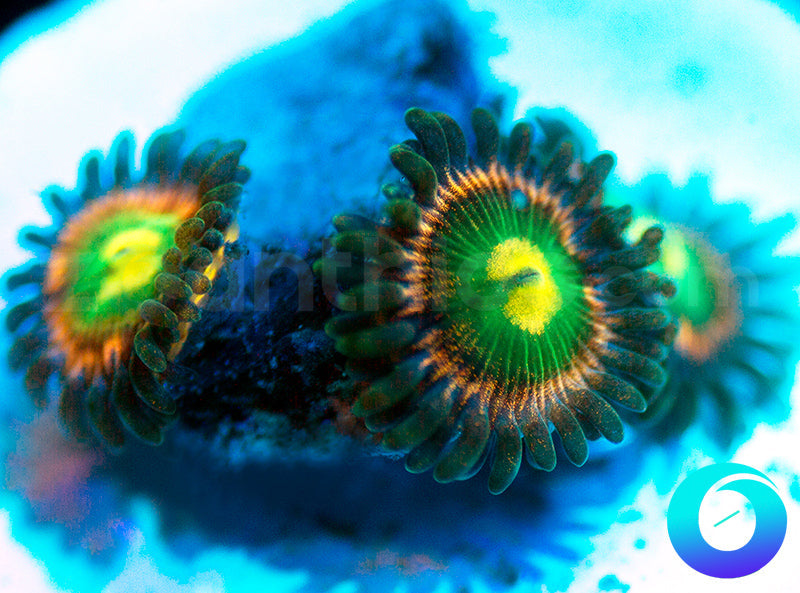RR Krakens