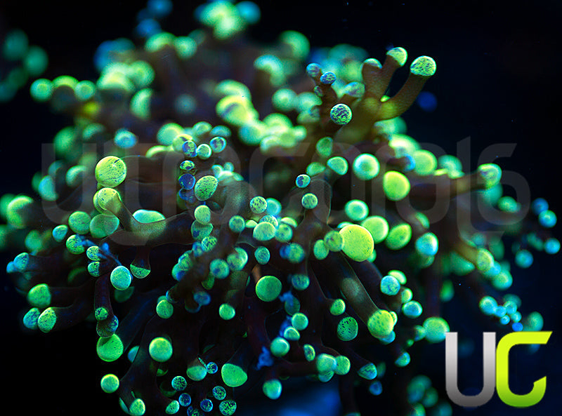 UC Splatter Spawn