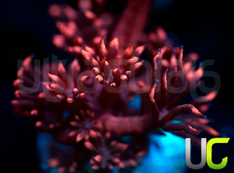 UC Radioactive Plum Goni