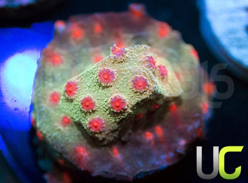 UC Rise and Shine Cyphastrea