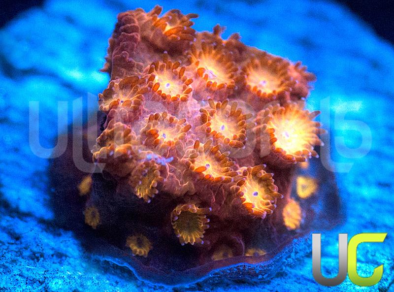 UC Hot Head Cyphastrea