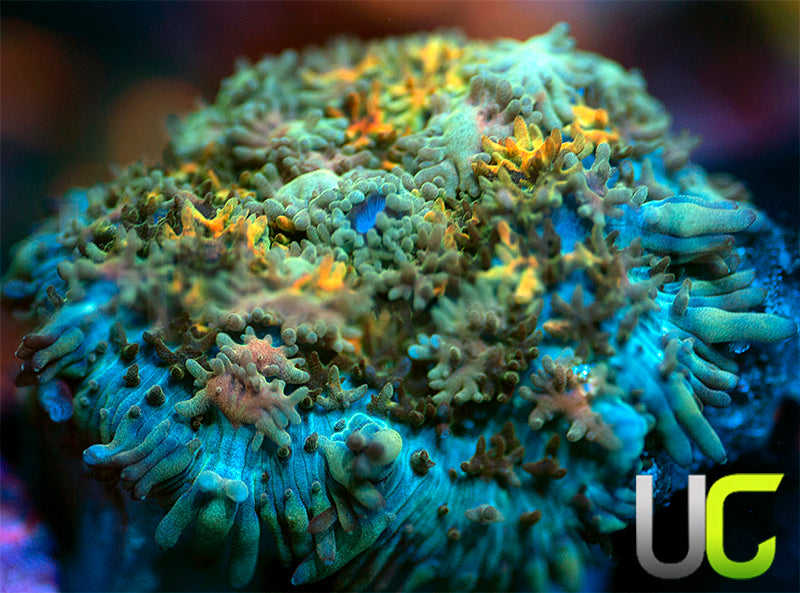 UC Magic Mushroom