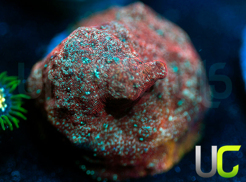 UC Mesozoic Lepto