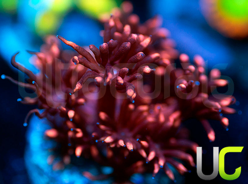 UC Radioactive Plum Goni
