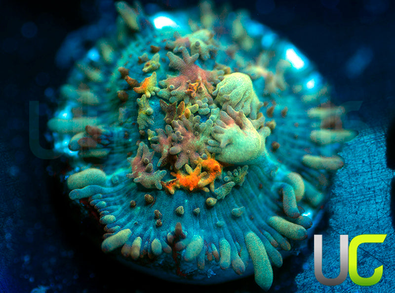 UC Magic Mushroom